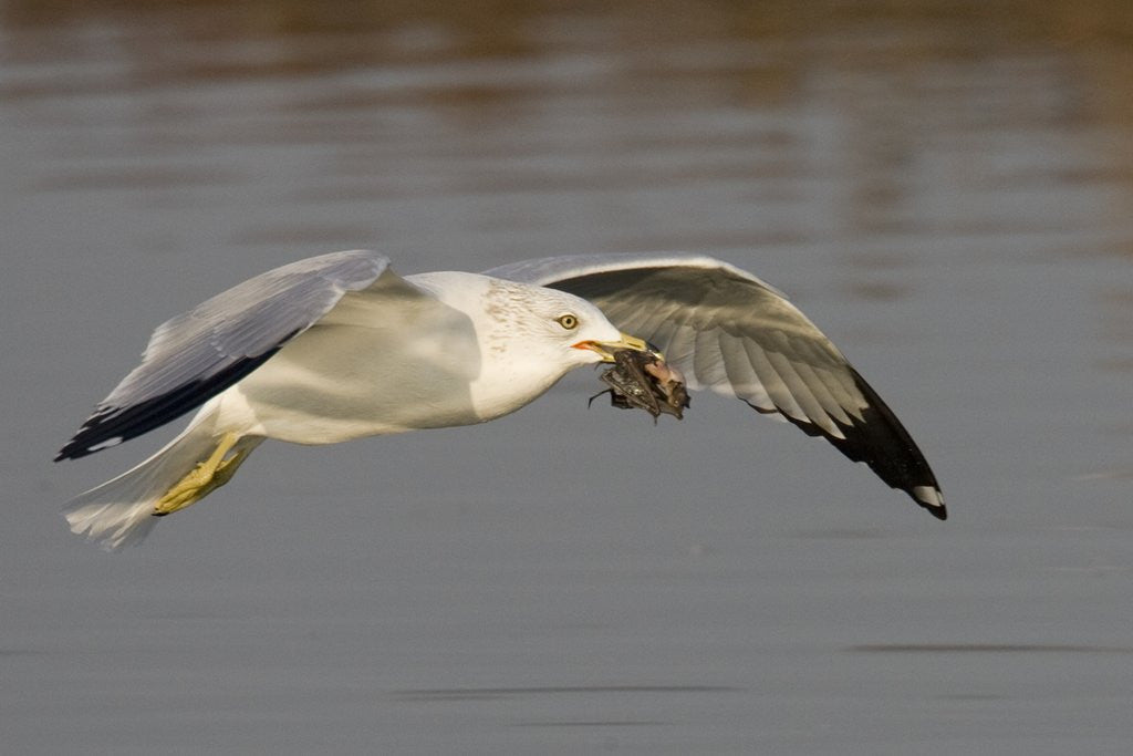 Detail of Ring-Billed Gull flys with a bat in it's bill by Corbis