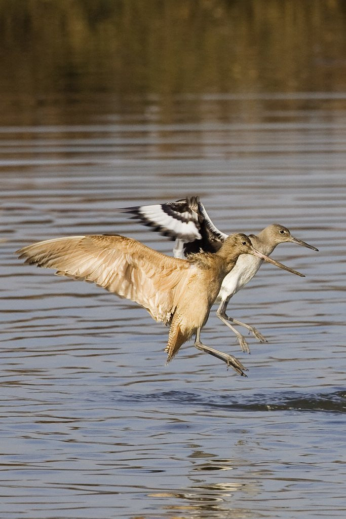 Detail of Marbled Godwit and Willet landing by Anonymous