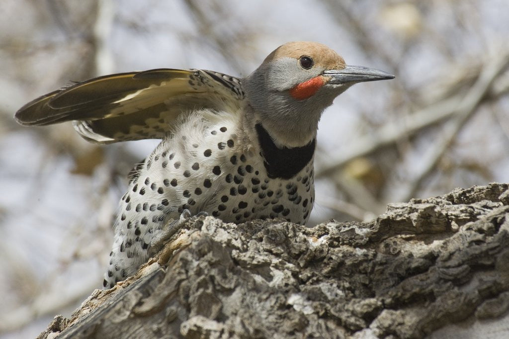 Detail of Gilded flicker by Anonymous