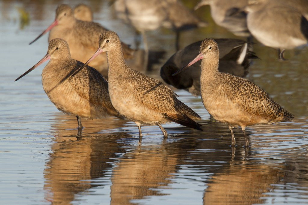 Detail of Marbled Godwits by Anonymous