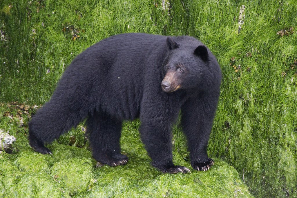 Detail of Black Bear at the ocean to eat clams by Anonymous