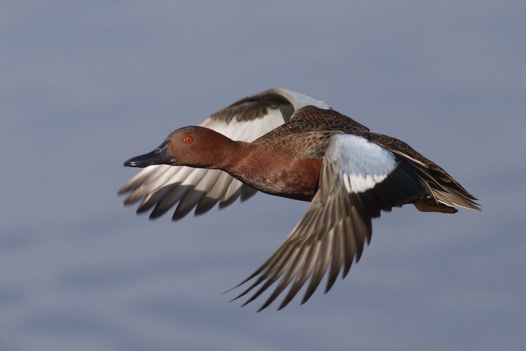 Detail of Cinnamon Teal drake in flight by Anonymous