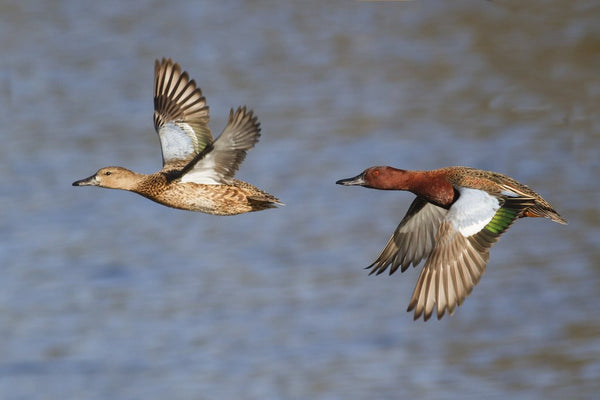 Cinnamon Teal drake and hen flying posters & prints by Corbis