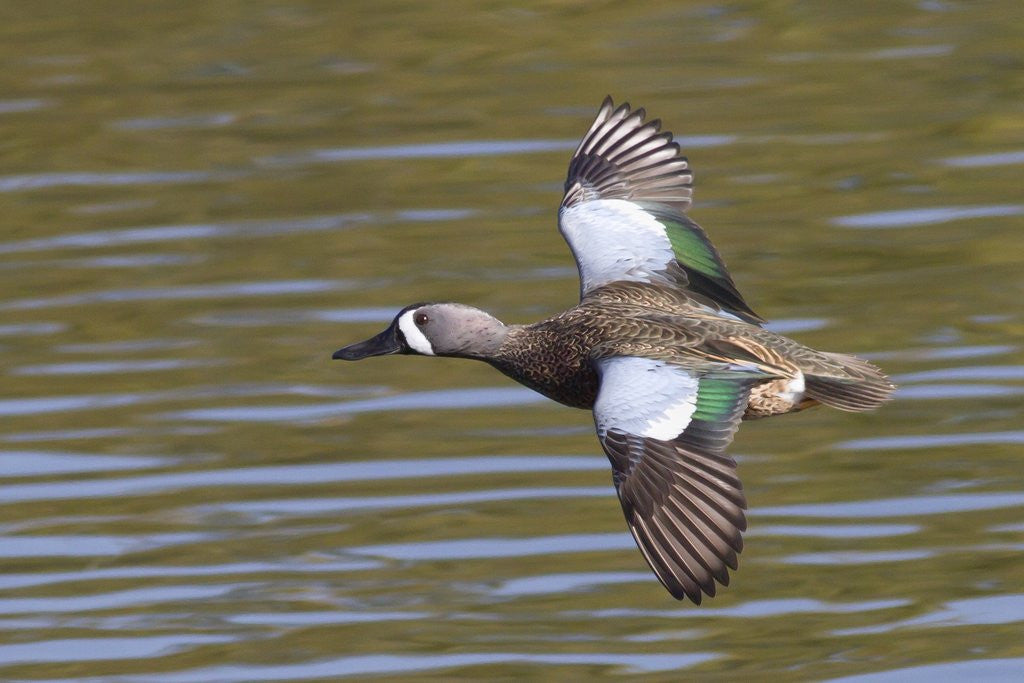 Detail of Blue-Winged Teal drake flys by Anonymous
