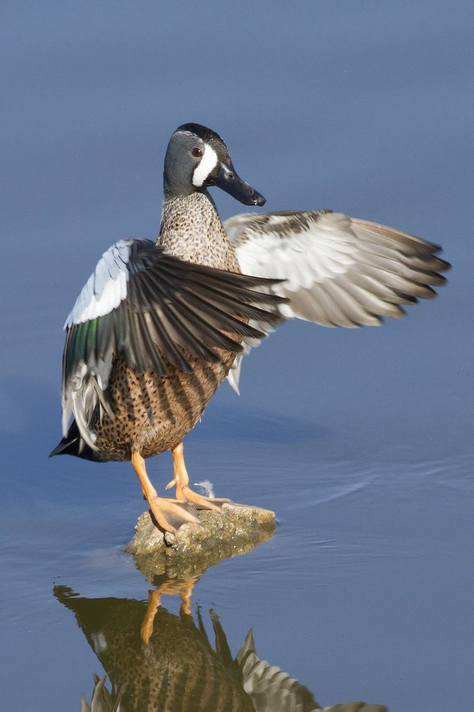 Detail of Blue-Winged Teal drake flapping it's wings by Anonymous