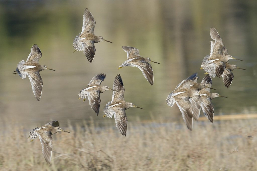 Detail of Flock of Short-Billed Dowitchers in flight by Anonymous