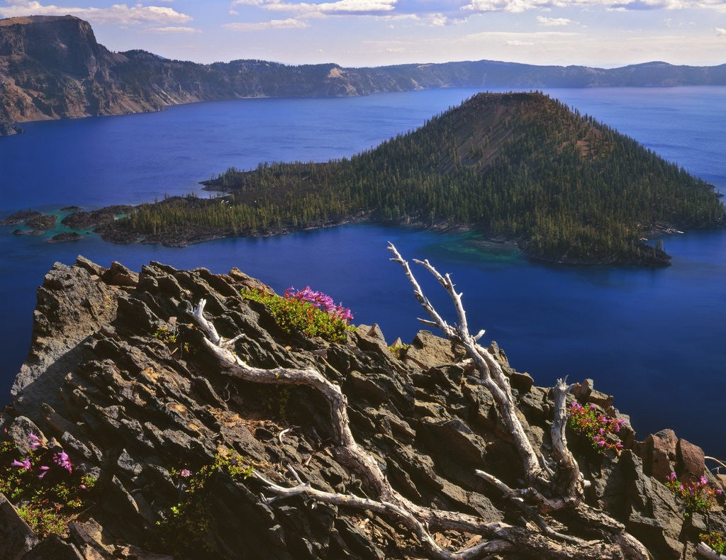 Detail of Penstemon blooms on cliff overlooking Wizard Island by Anonymous