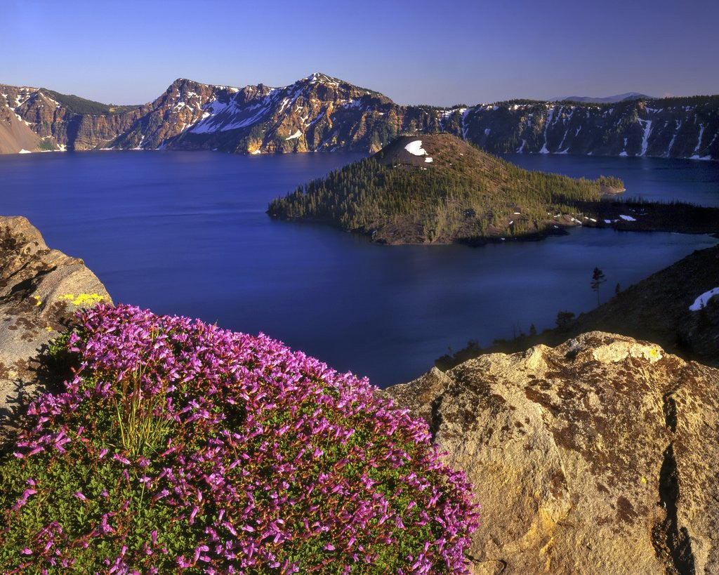 Detail of Penstemon blooms on cliff overlooking Wizard Island by Corbis