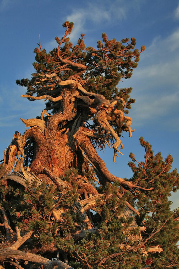 Detail of Evening light on weathered Whitebark pine tree by Anonymous