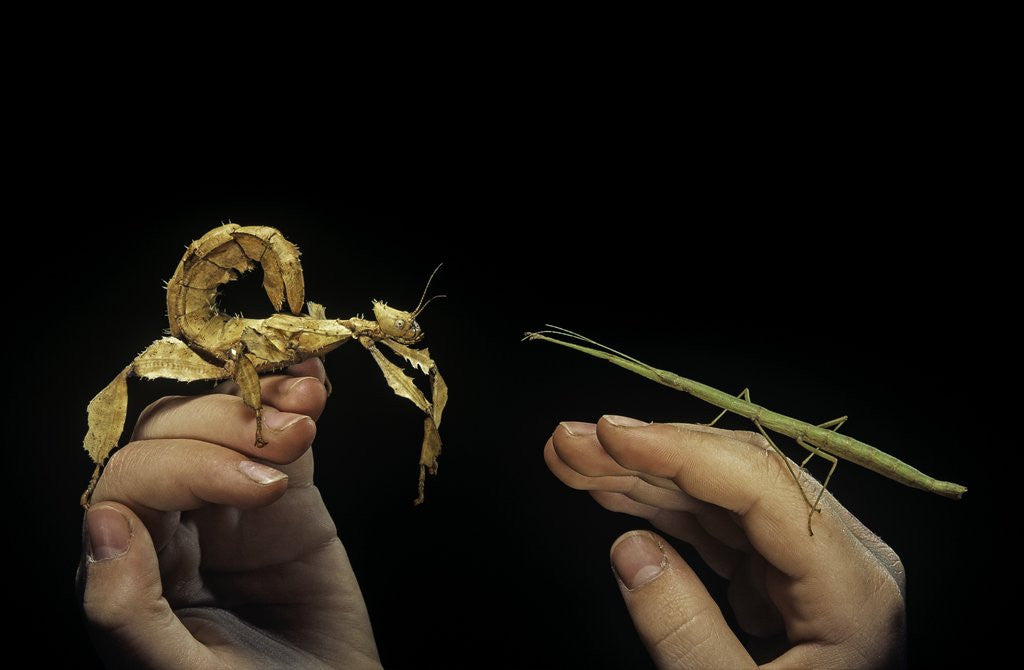 Detail of giant prickly or indian stick insect by Anonymous