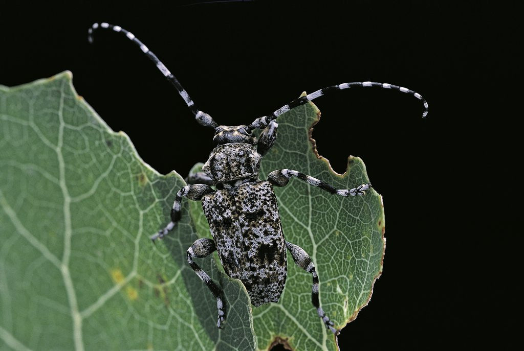 Detail of Acanthoderes clavipes (longhorn beetle) by Anonymous