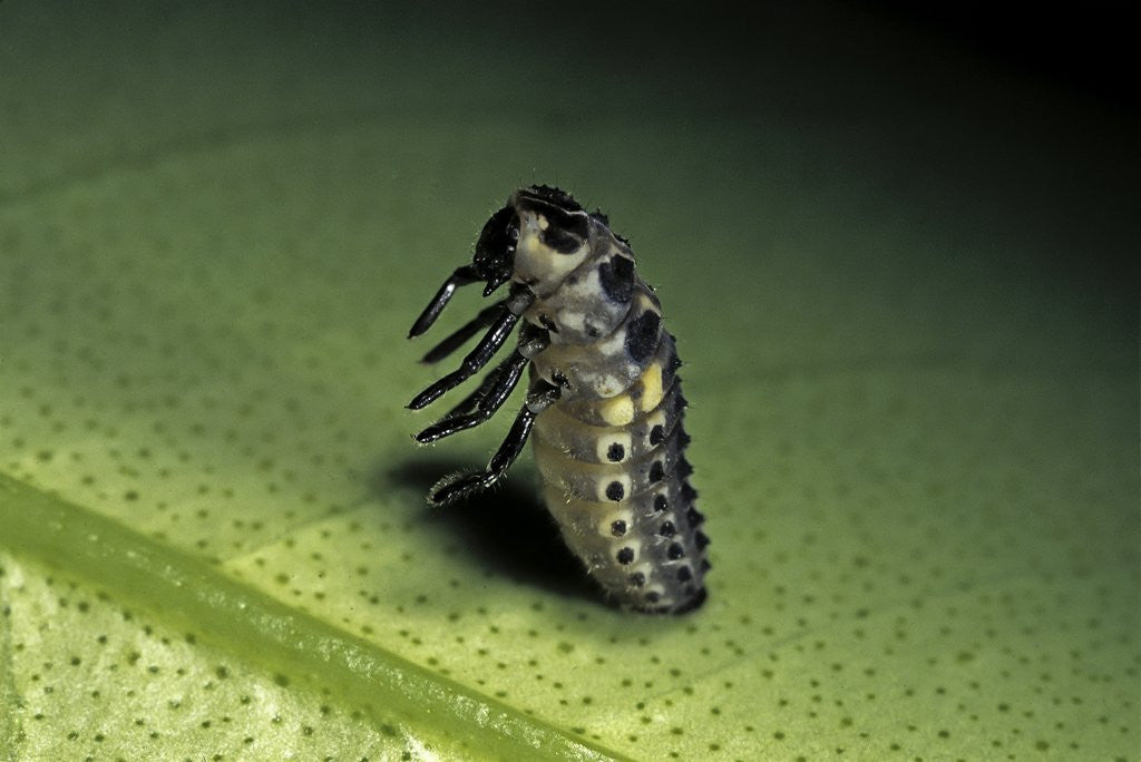 Detail of Adalia bipunctata (twospotted lady beetle) - emerging of the nymph by Anonymous