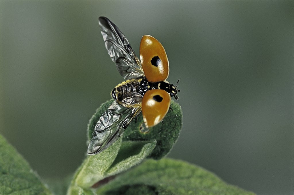 Detail of Adalia bipunctata (twospotted lady beetle) - flying away by Anonymous