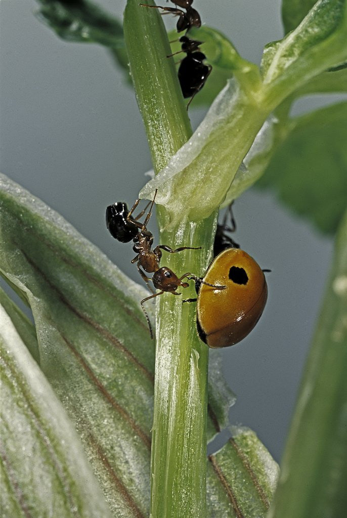 Detail of Adalia bipunctata (twospotted lady beetle) - with ant by Anonymous