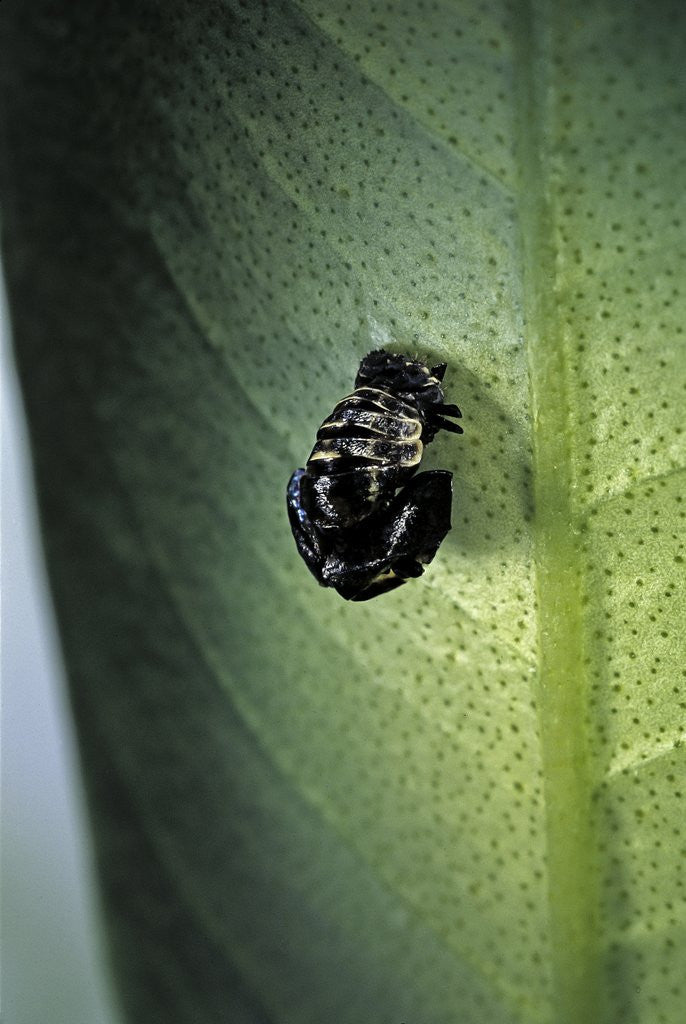 Detail of Adalia bipunctata (twospotted lady beetle) - exuvia by Anonymous
