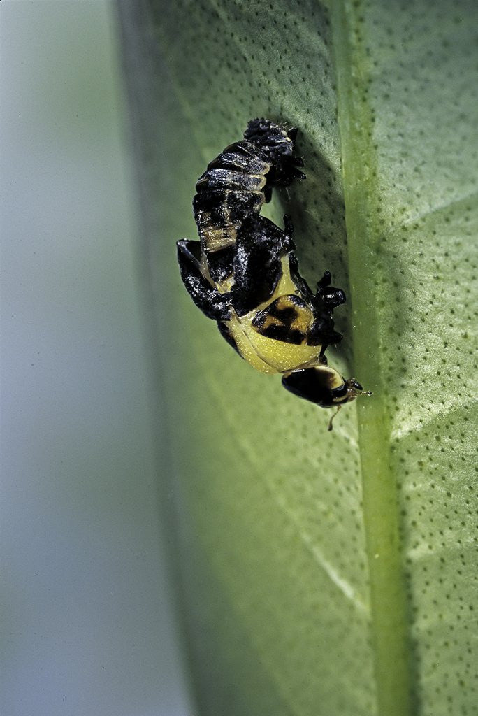 Detail of Adalia bipunctata (twospotted lady beetle) - emerging of the adult by Anonymous