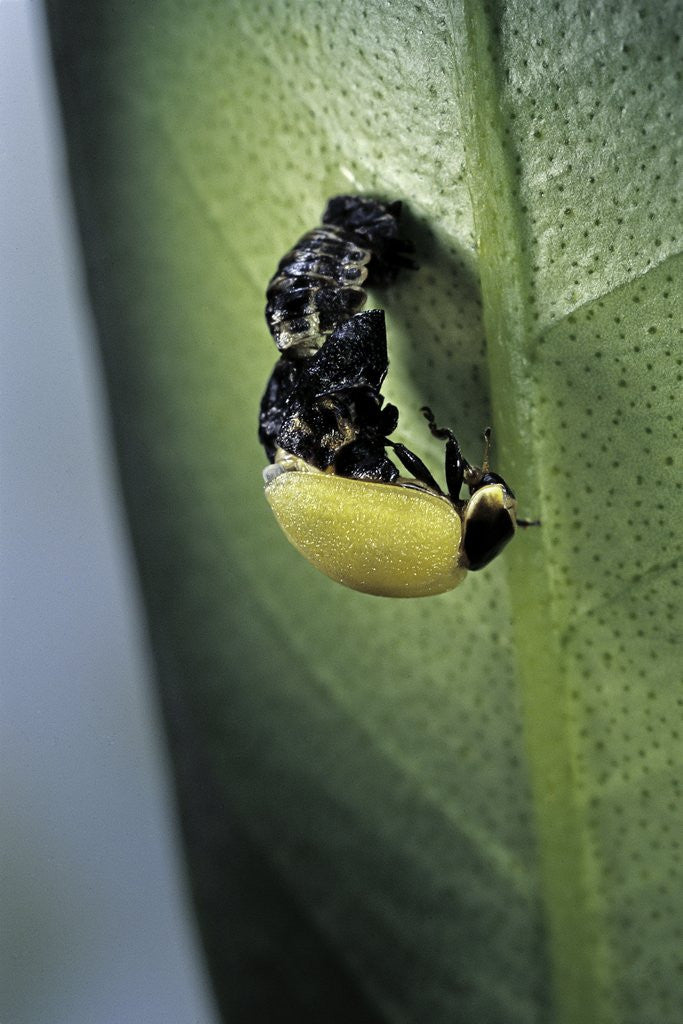 Detail of Adalia bipunctata (twospotted lady beetle) - emerging of the adult by Anonymous