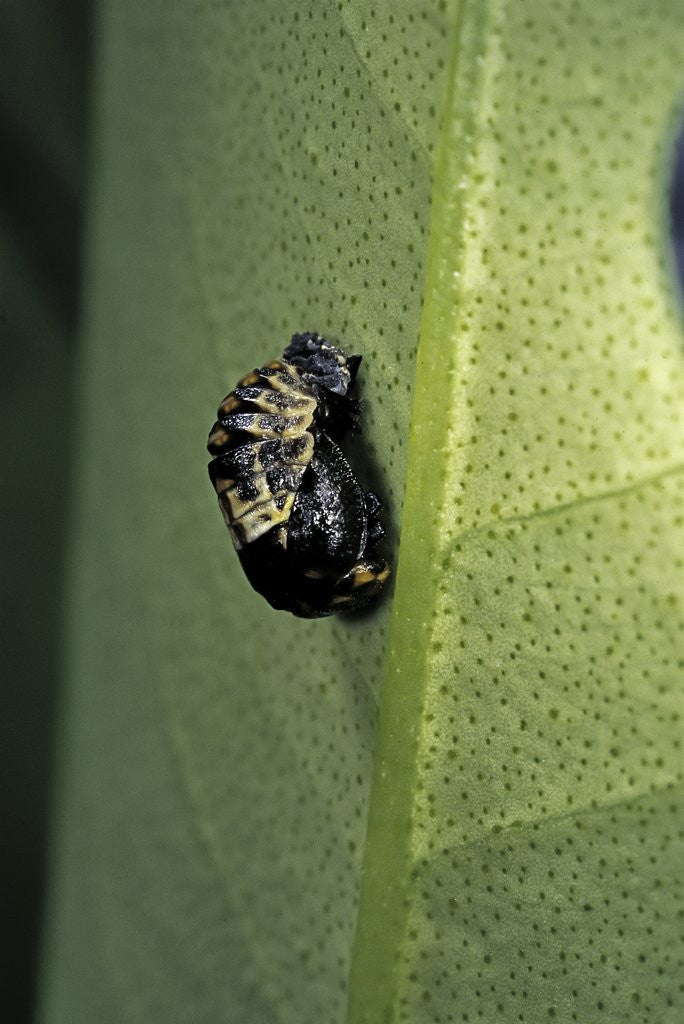 Detail of Adalia bipunctata (twospotted lady beetle) - emerging of the nymph by Anonymous