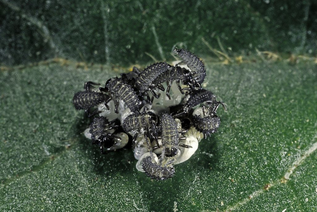 Detail of Adalia bipunctata (twospotted lady beetle) - emerging of the larvae by Corbis