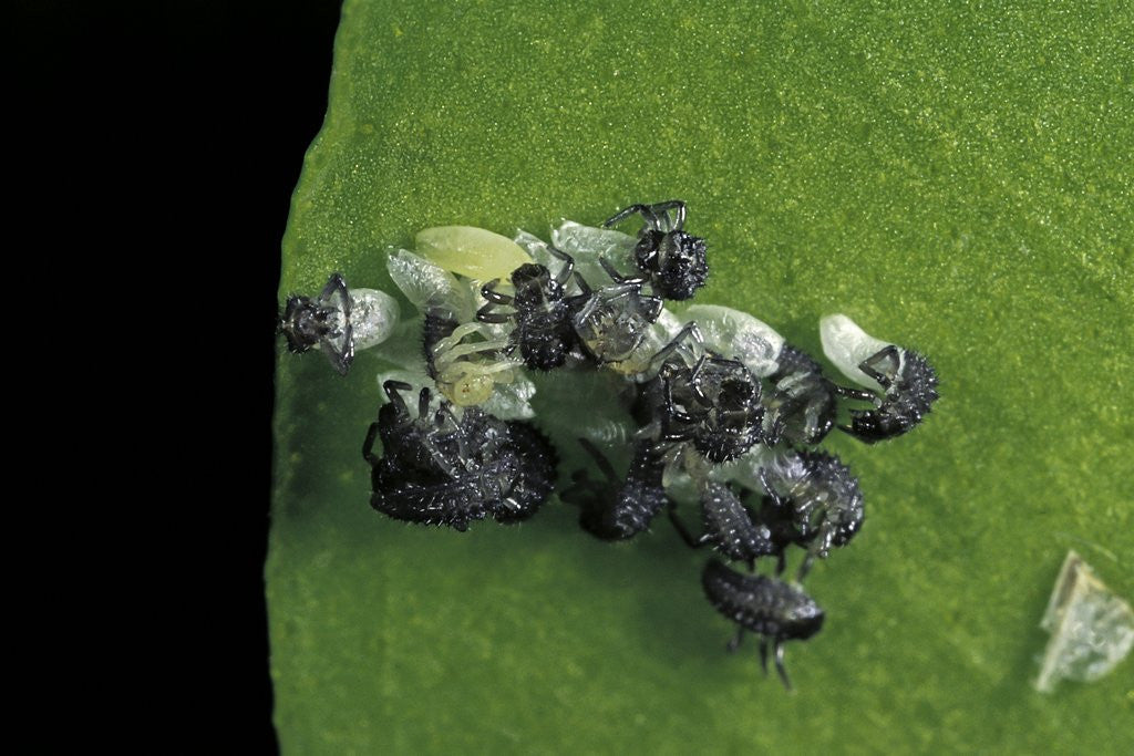 Detail of Adalia bipunctata (twospotted lady beetle) - emerging of the larvae by Corbis