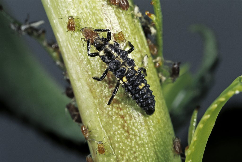 Detail of Adalia bipunctata (twospotted lady beetle) - larva devouring aphids by Anonymous