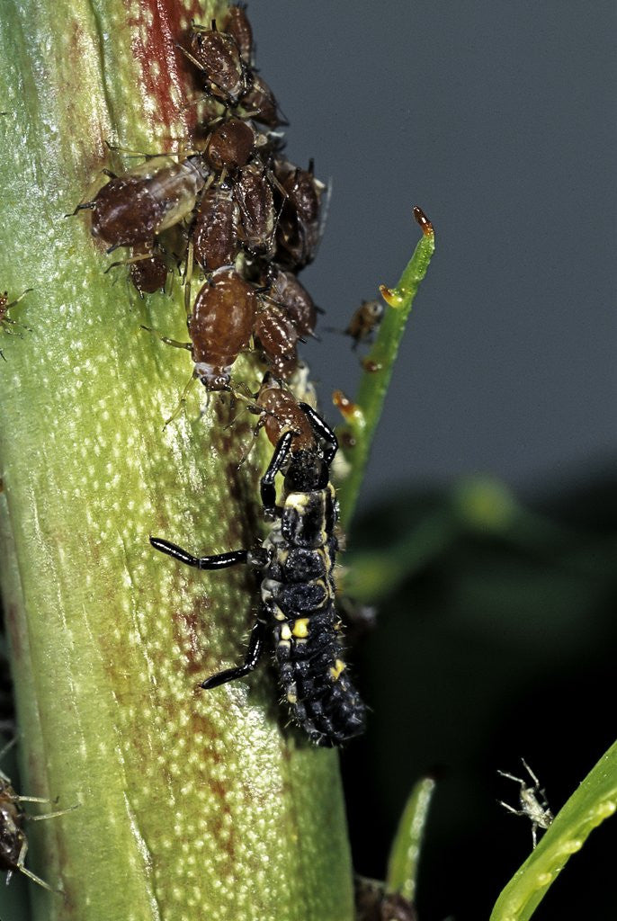 Detail of Adalia bipunctata (twospotted lady beetle) - larva devouring aphids by Anonymous