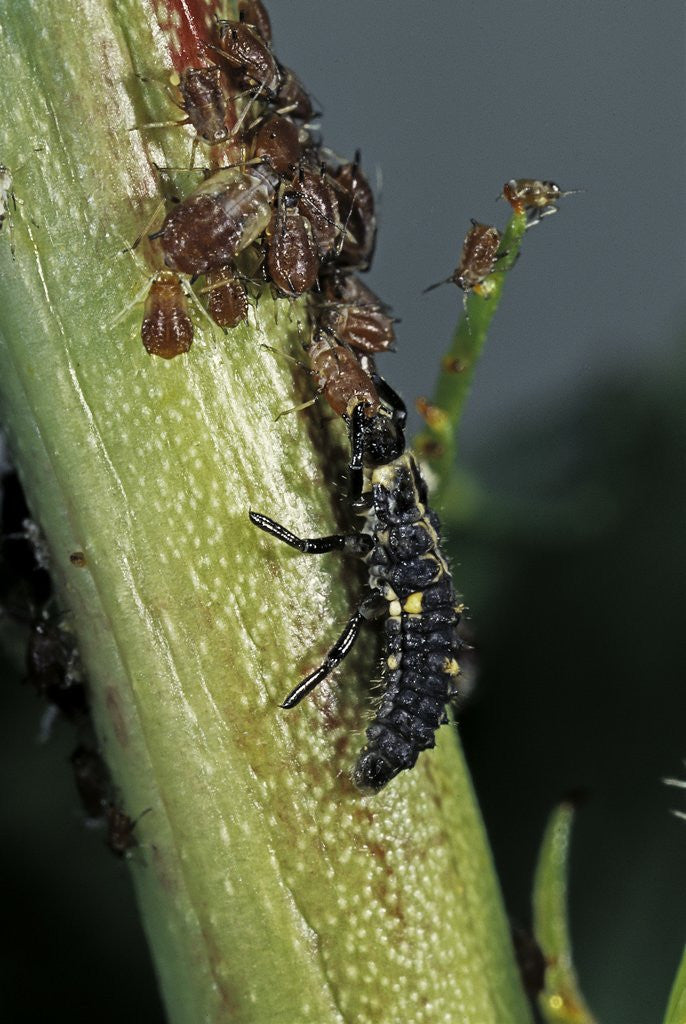 Detail of Adalia bipunctata (twospotted lady beetle) - larva devouring aphids by Anonymous