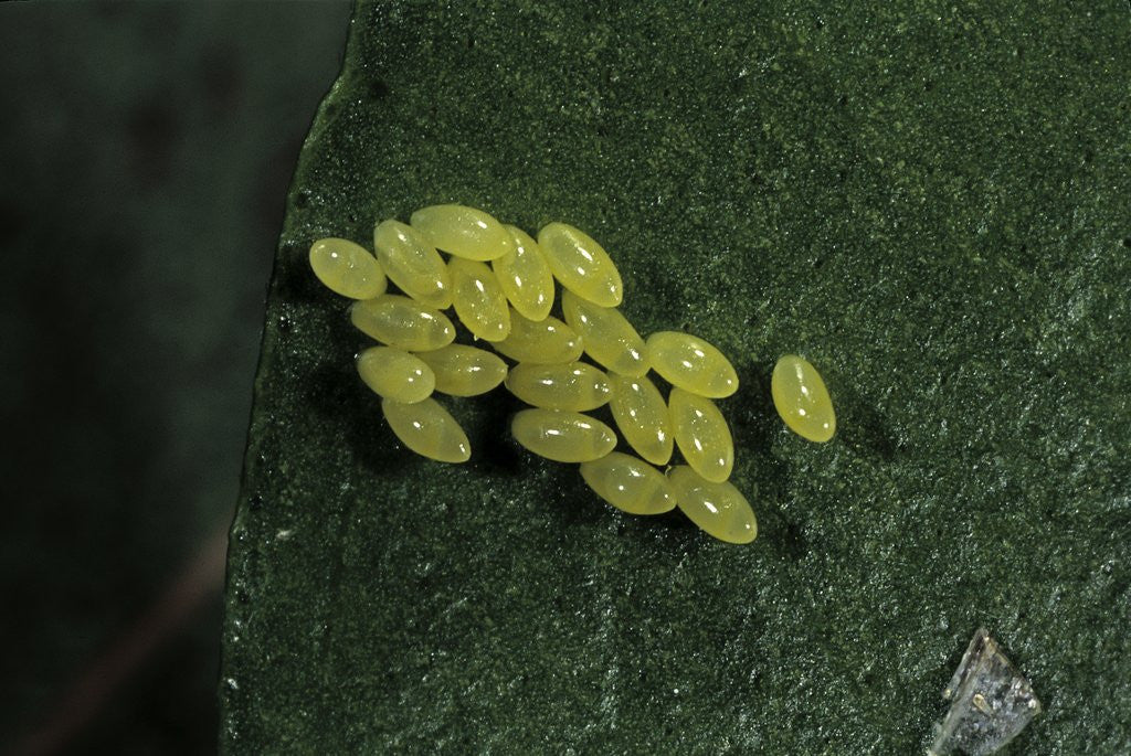 Detail of Adalia bipunctata (twospotted lady beetle) - eggs by Anonymous