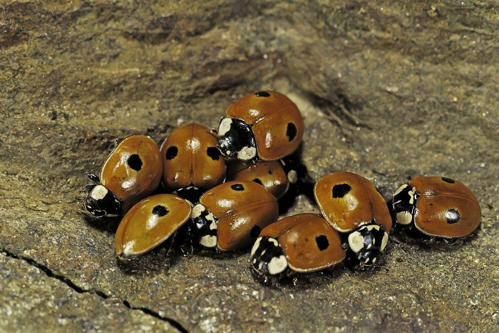 Detail of Adalia bipunctata (twospotted lady beetle) - assembly by Anonymous