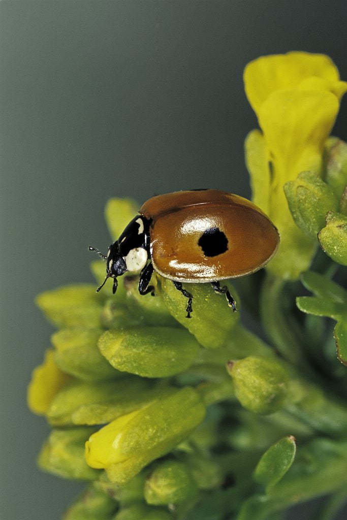 Detail of Adalia bipunctata (twospotted lady beetle) by Anonymous