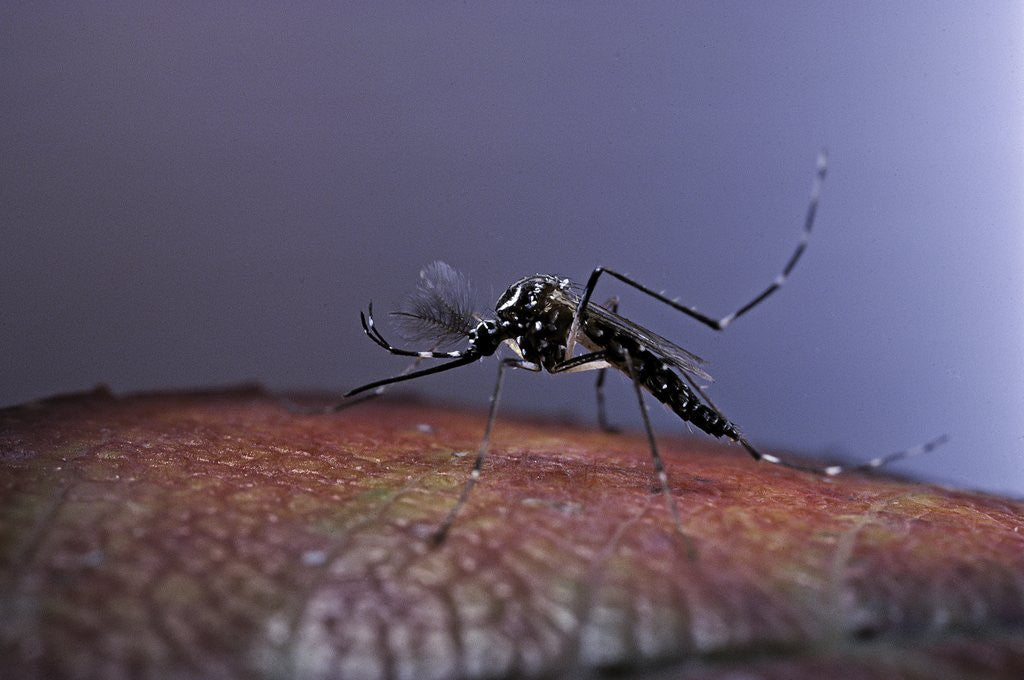 Detail of Aedes aegypti (yellowfever mosquito) by Anonymous