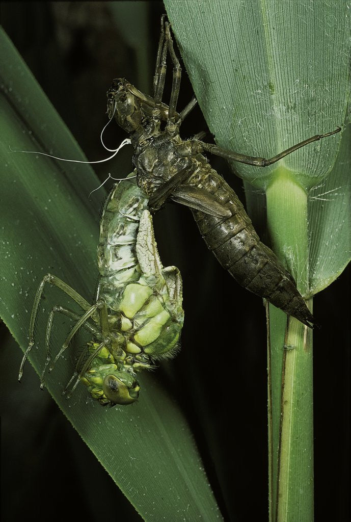 Detail of Aeschne sp. - emerging by Anonymous