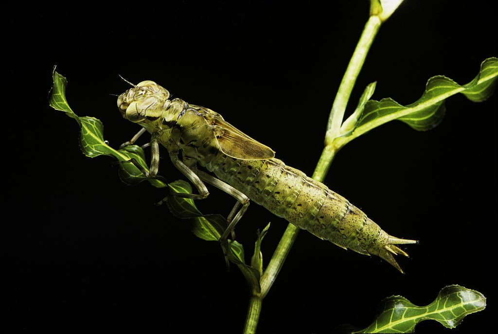 Detail of Aeschne sp. - larva by Anonymous