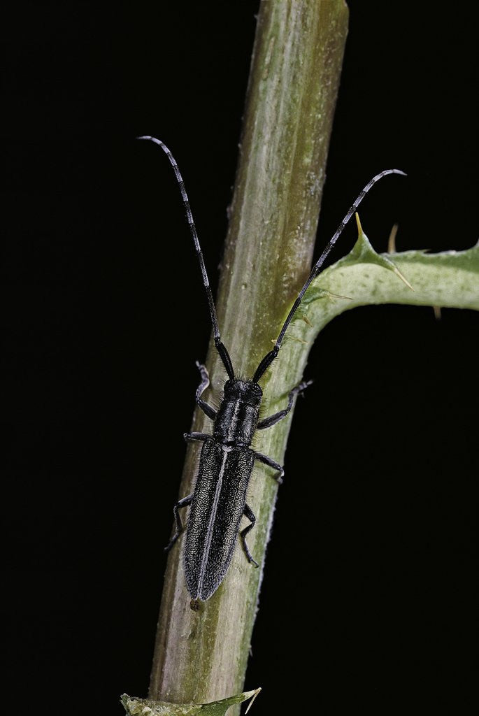 Detail of Agapanthia cardui (longhorn beetle) by Anonymous