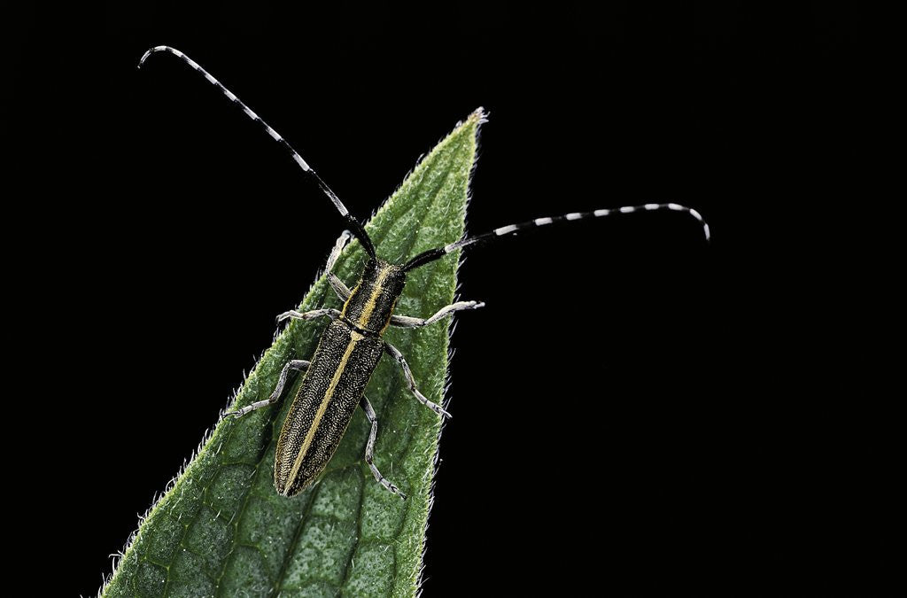 Detail of Agapanthia cardui (longhorn beetle) by Anonymous