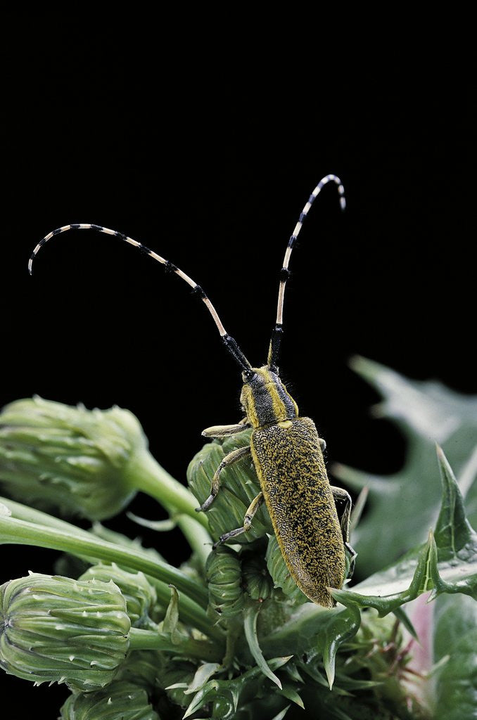 Detail of Agapanthia dahli (long-horned beetle) by Anonymous