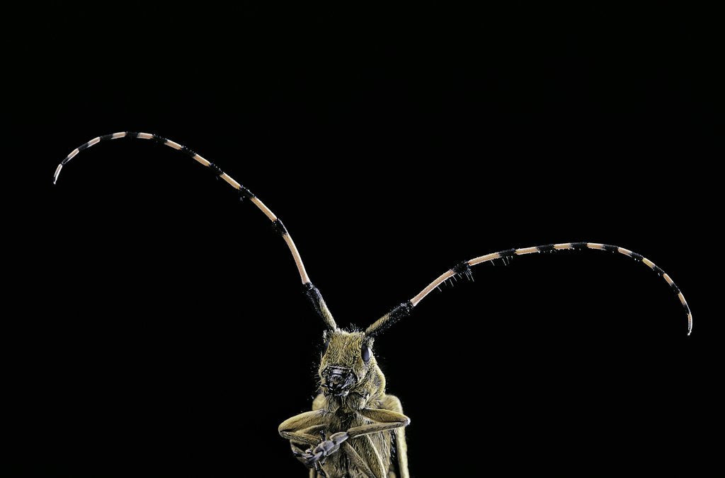 Detail of Agapanthia dahli (longhorn beetle) by Anonymous