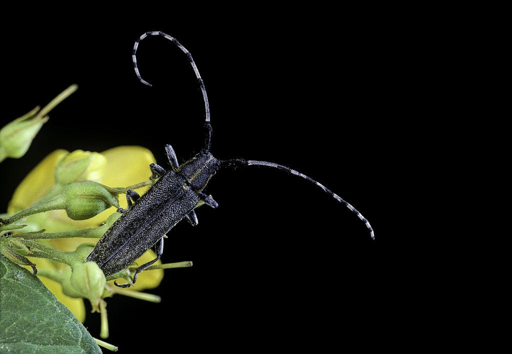 Detail of Agapanthia villosoviridescens (golden-bloomed grey longhorn) by Anonymous