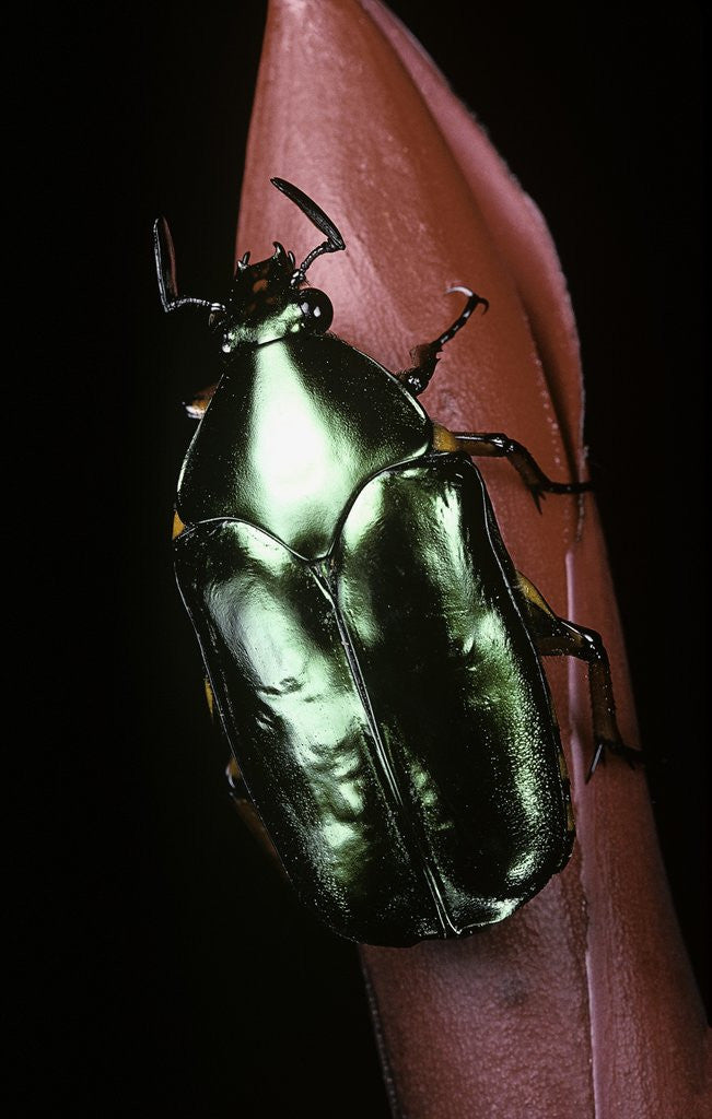 Detail of Agestrata orichalca (flower beetle) by Corbis