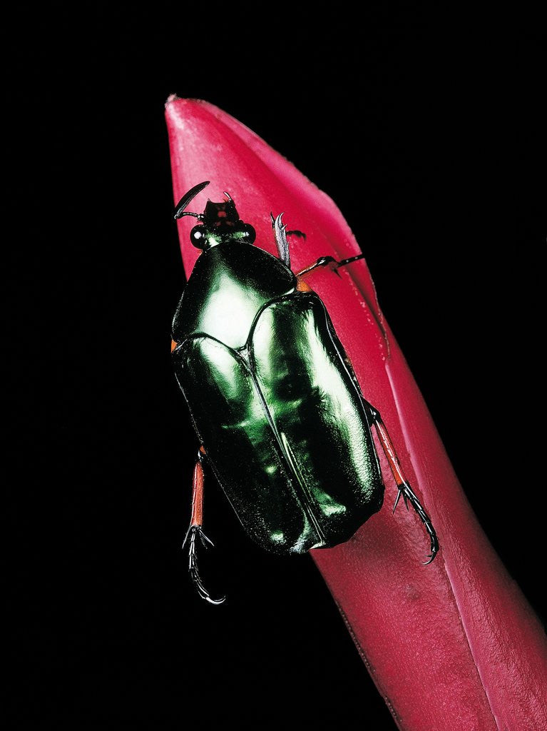 Detail of Agestrata orichalca (flower beetle) by Anonymous