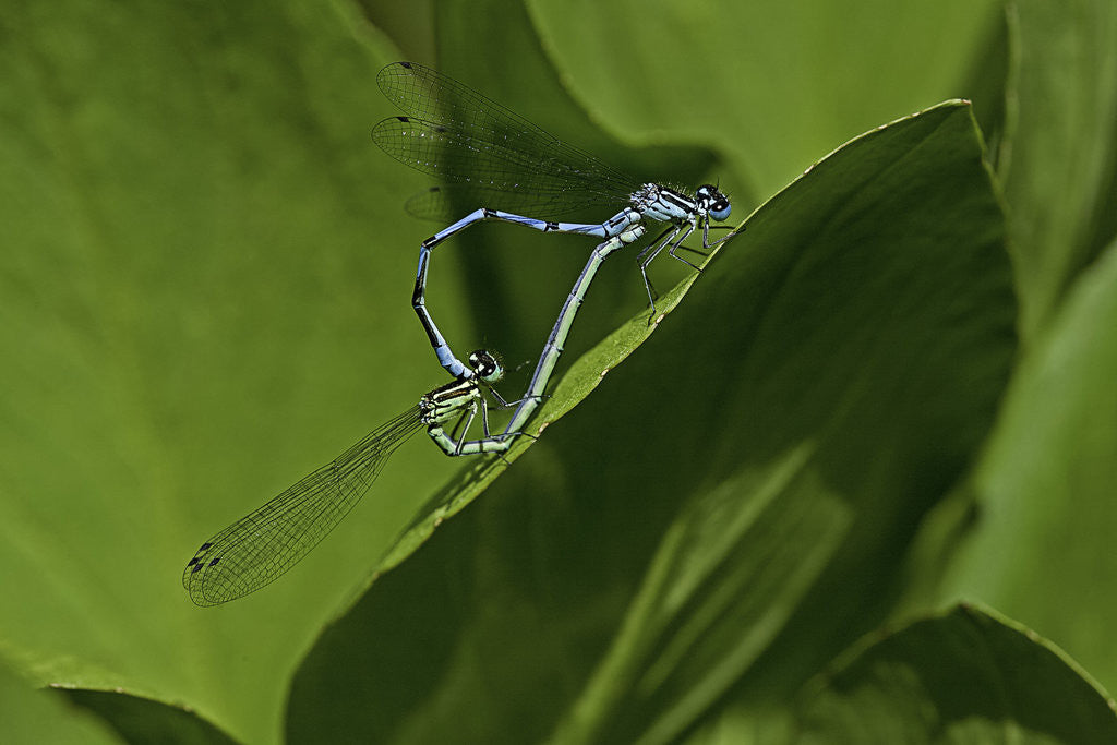 Detail of Damselfly - mating by Anonymous