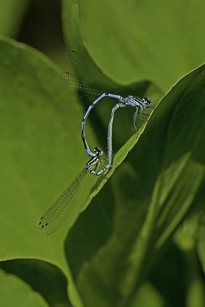 Detail of Damselfly - mating by Anonymous