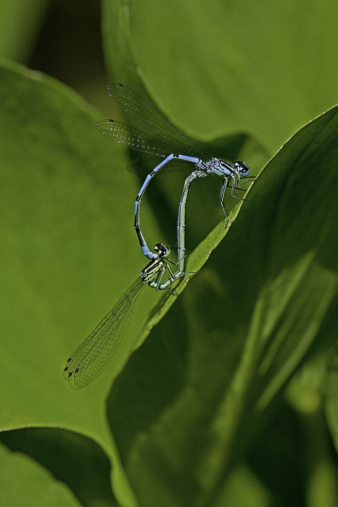 Detail of Damselfly - mating by Corbis