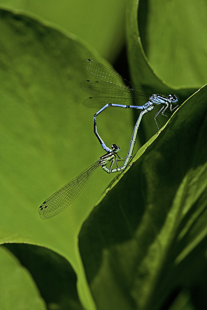 Detail of Damselfly - mating by Anonymous