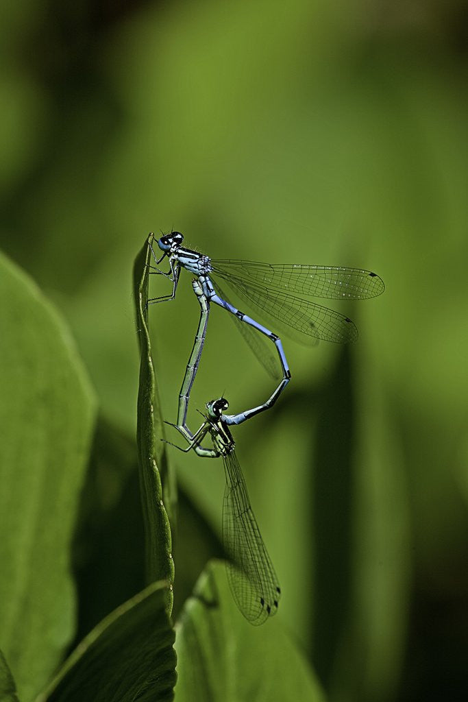 Detail of Damselfly - mating by Anonymous