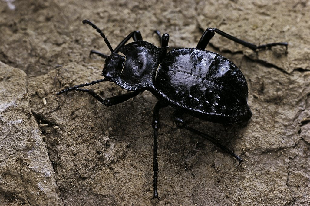 Detail of Akis bacarozzo (darkling beetle) by Anonymous