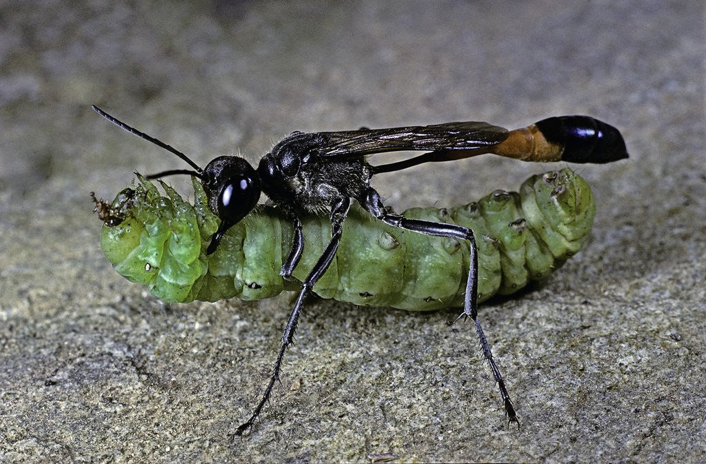 Detail of Ammophila sabulosa (red-banded sand wasp) - carrying his prey by Anonymous