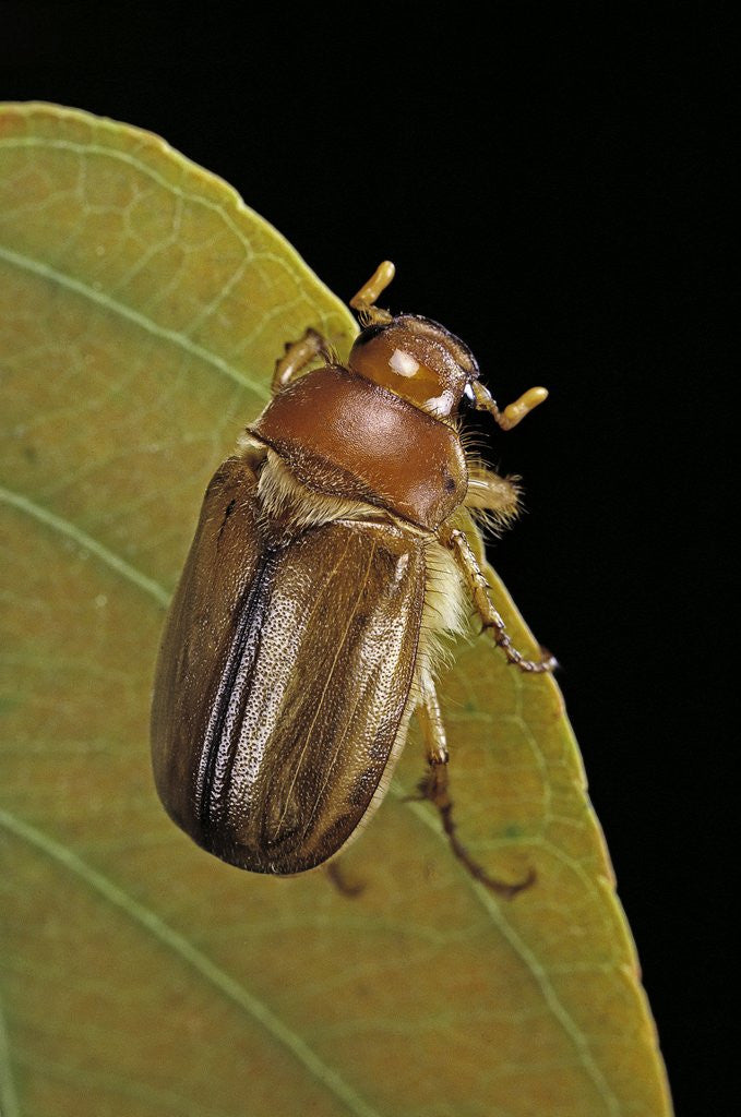 Detail of Amphimallon majalis (european chafer) by Anonymous