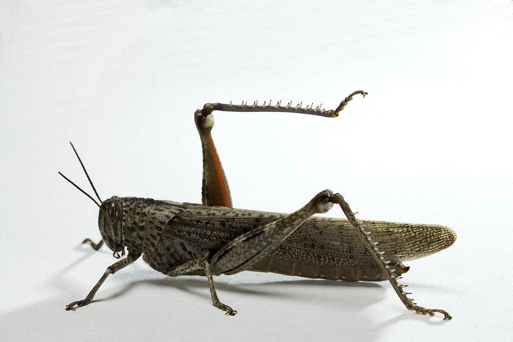 Detail of Anacridium aegyptium (egyptian locust) by Anonymous