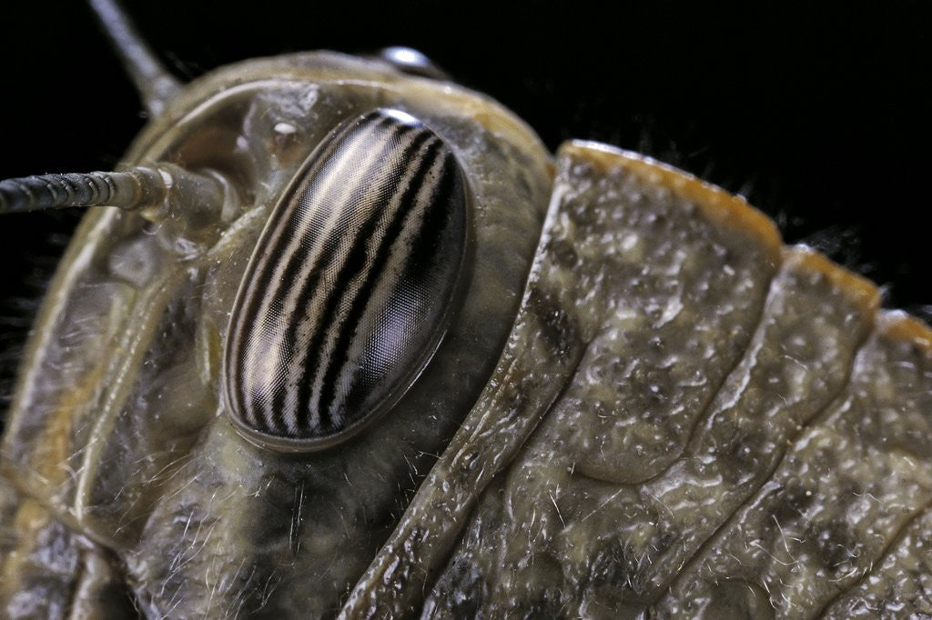 Detail of Anacridium aegyptium (egyptian locust) - eye by Anonymous